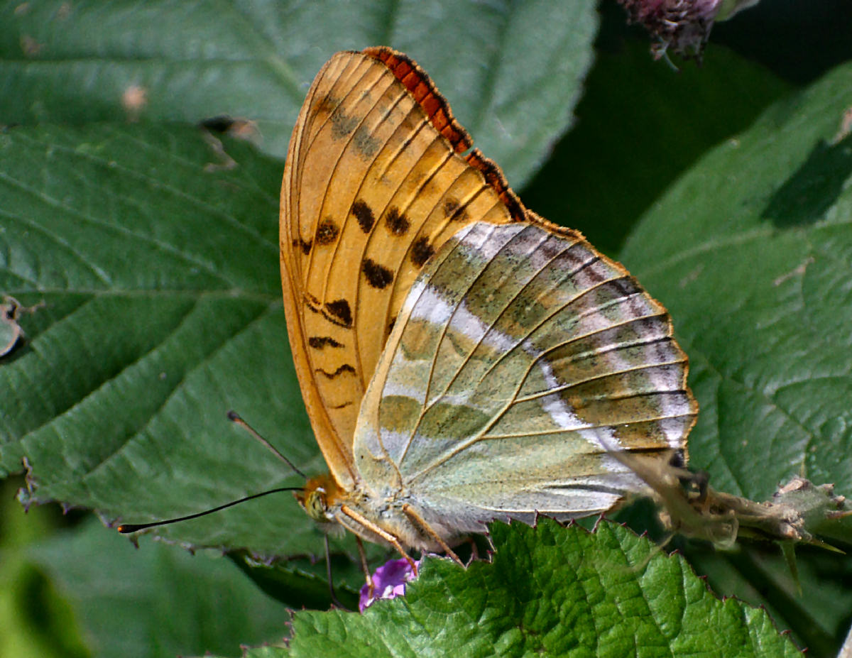 farfalla da identificare